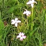 Nicotiana longiflora Λουλούδι