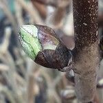 Hydrangea serrata Leaf