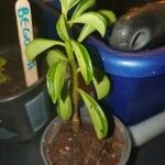 Peperomia dolabriformis Folha