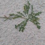 Launaea sarmentosa Folha