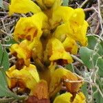 Cistanche phelypaea Flower