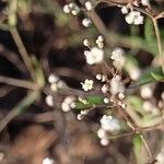 Gypsophila paniculata Квітка