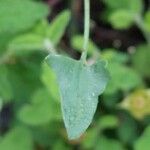 Rumex scutatus Hoja
