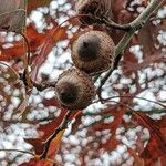 Quercus palustris Fruit