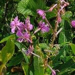 Epilobium angustifoliumFlower