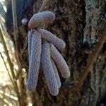 Alnus glutinosa Blüte