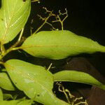 Nectandra membranacea Ліст