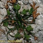 Asplenium seelosii Anders