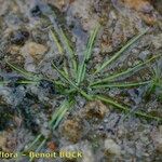 Isoetes longissima Habit