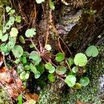 Saxifraga hirsuta Hoja