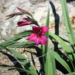 Gladiolus dubius Blüte