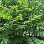 Carpinus cordata Hábito