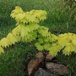 Acer shirasawanum Folha