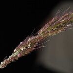 Echinochloa haploclada Frugt