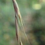 Brachypodium sylvaticum Fruit