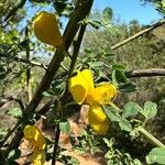 Cytisus arboreus Kukka