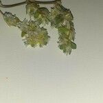 Paronychia polygonifolia Bloem