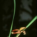 Maxillariella tenuifolia