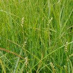 Persicaria minor Lorea