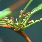 Erythroxylum macrophyllum Лист