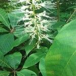 Aesculus parviflora Flower