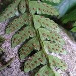 Polystichum polyblepharum Fruto