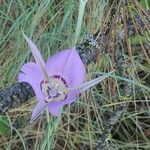 Calochortus macrocarpus 花