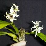 Prosthechea fragrans Anders