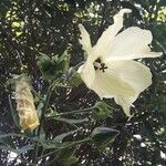 Abelmoschus moschatus Floare