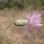 Mantisalca salmanticaFlower