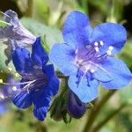 Phacelia parryi Flor