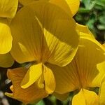 Crotalaria emarginella Flor