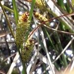Carex rostrata Цвят