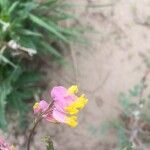 Corydalis flavula Floare