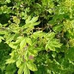 Acer campestreLeaf