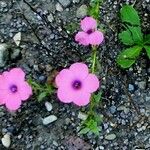 Linum pubescens Λουλούδι