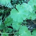 Geranium molleFulla