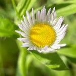 Erigeron annuus Flower