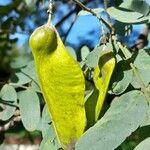 Tipuana tipu Fruit