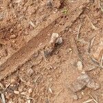 Hydnora abyssinica Folha