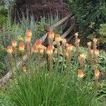 Kniphofia linearifolia Habit