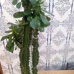 Euphorbia trigona Листок