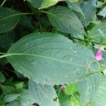 Strobilanthes hamiltonianus Leaf