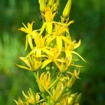 Narthecium californicum Flower