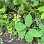 Panax quinquefolius Blad