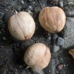 Carya cordiformis Fruit