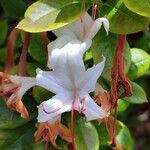 Rhododendron arborescens Λουλούδι