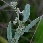 Atriplex pedunculata Ďalší