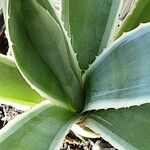Agave vivipara 葉