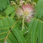 Albizia julibrissinFlor